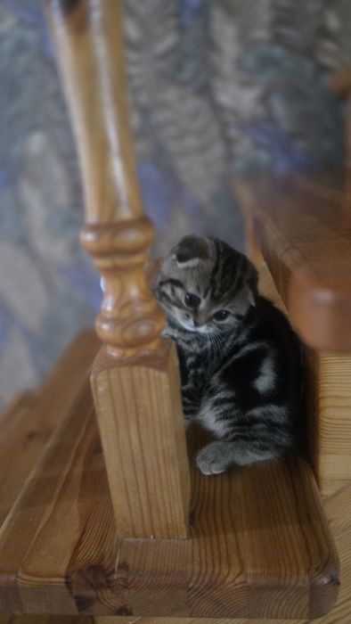 Шотландские вислоухие котята