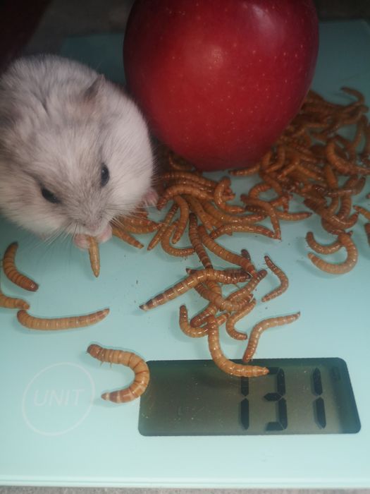 Hrana vie, viermi de făină, mealworms animaluțe de companie, păsării..