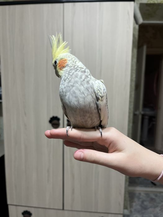 Продам ручного попугая