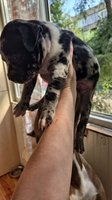 Питбуль Мерль Вязка ВЯЗКА!!!