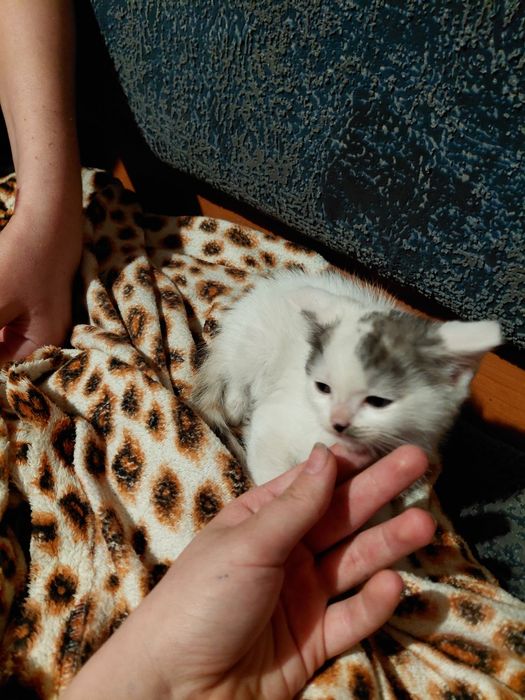 Котята девочки в добрые руки