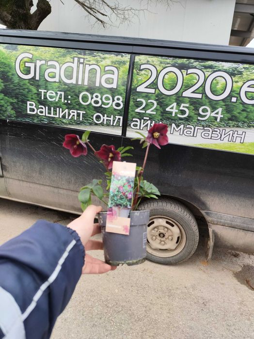 Кукуряк (Helleborus)