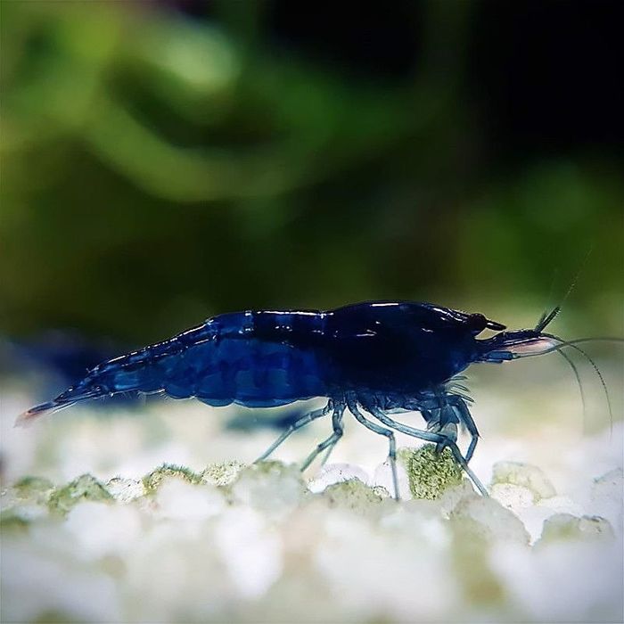 Аквариумная креветка Blue Dream