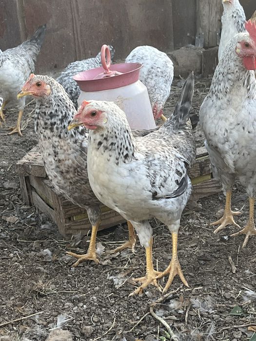 Продам курей молодки