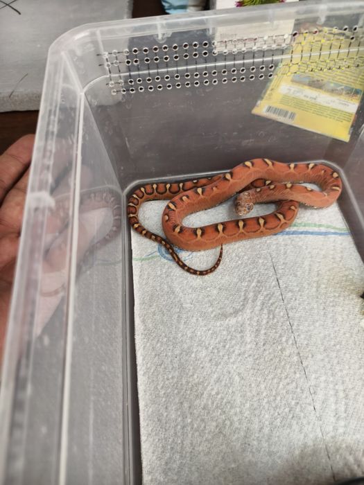 Продам змею, самцы.