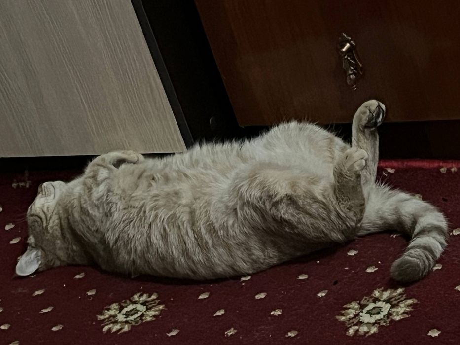 скоттиш-страйт...