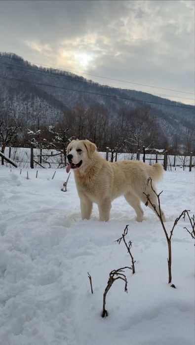 Femelă asia centrala