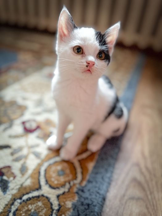 Кошечка в добрые руки