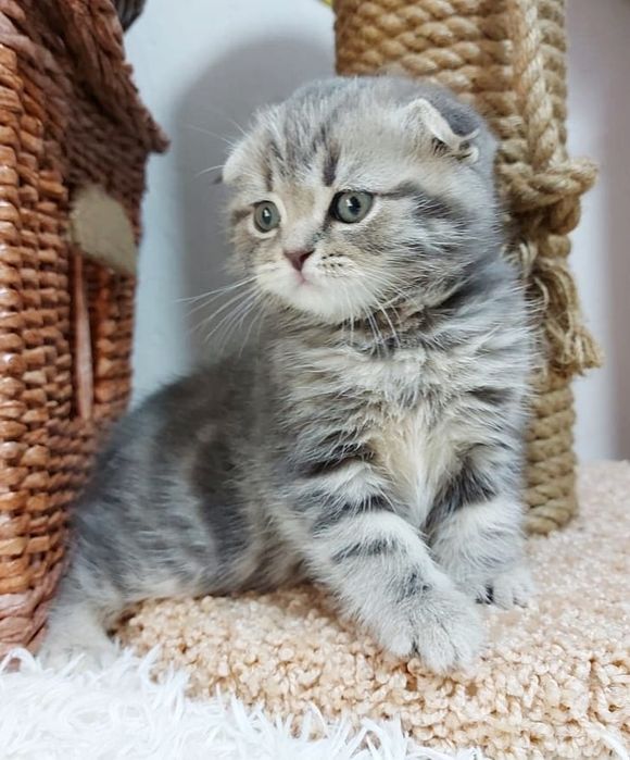 Котики шотландские висЛоуХие