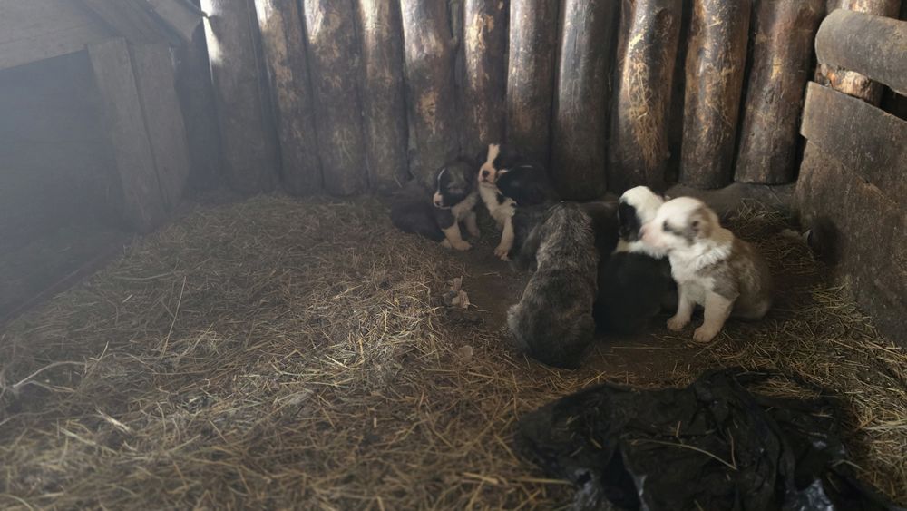 Щенки  Алабая 30 дней