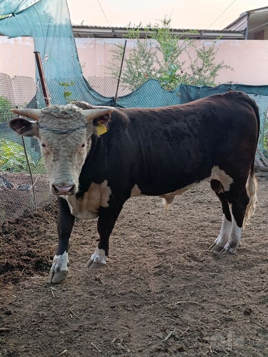Semental buqalar sotiladi