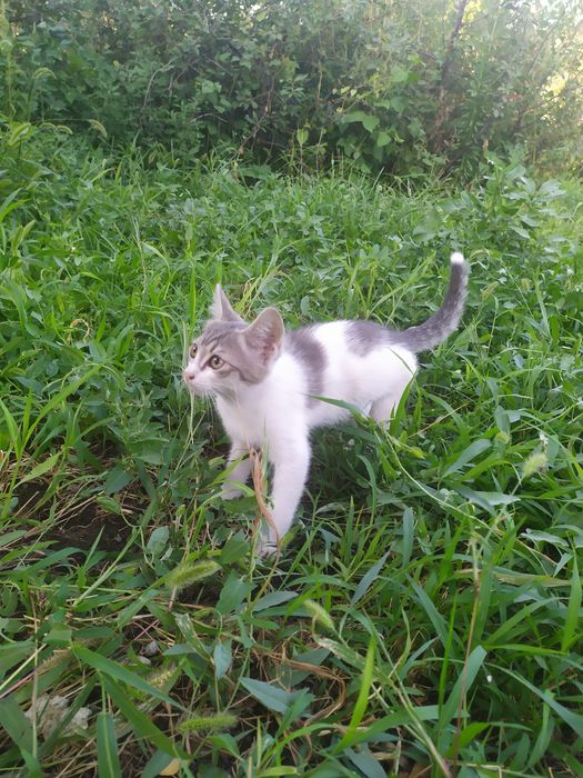 Отдаем котят в добрые руки
