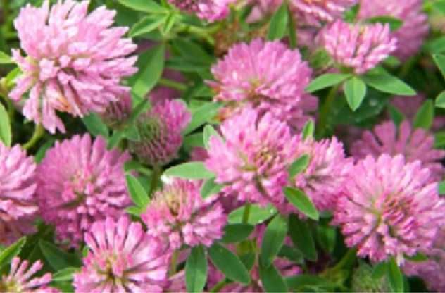 Seminte  trifoi rosu, egiptean, incarnat sau facelia fixatoare de azot