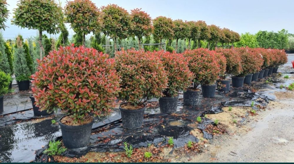 Photinia red robin