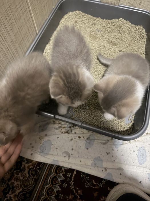 Scottish Fold mushukcha, 2 oy, 500 000 so‘m”