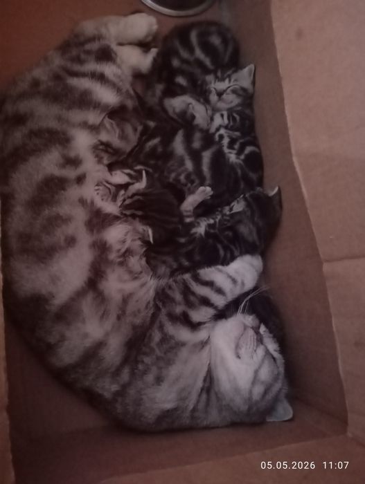 Британские    котята