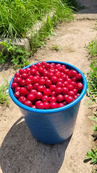 Продам крупную, дачную вишню.