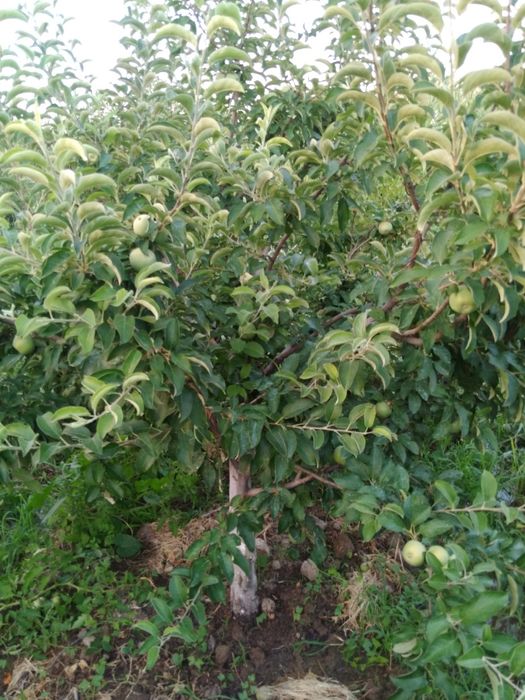 Дача в сабалаке возле трассы