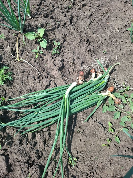 Ceapa verde de vanzare