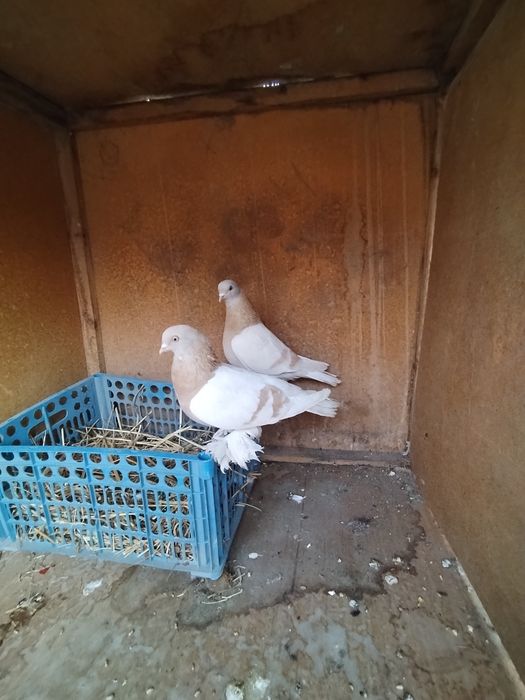 Tasman qushlar Sotiladi