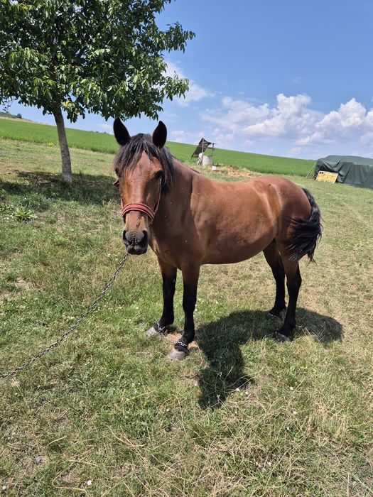 Vând iapă de 3 ani