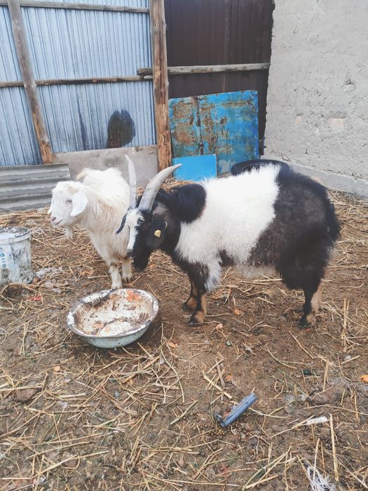 Теке сатылады. Ала теке