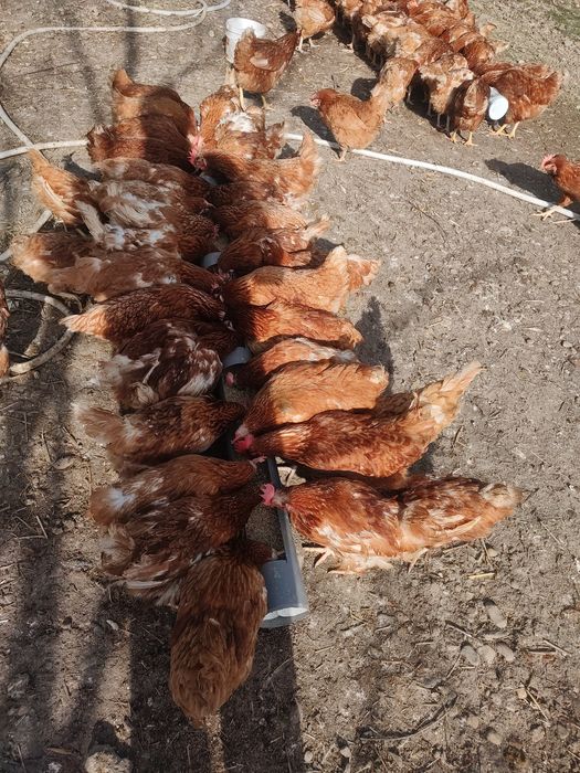 Găini  roși ouătoare