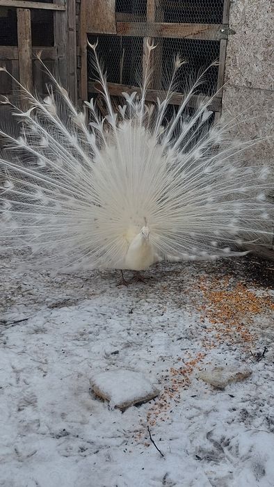 Vînd sau schimb mascul 4ani