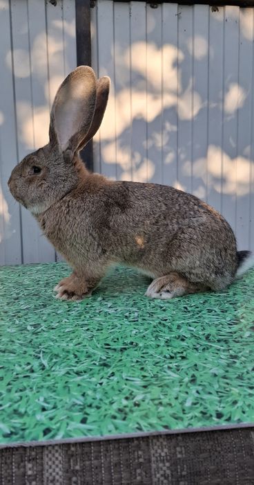 Продам крола самца великан