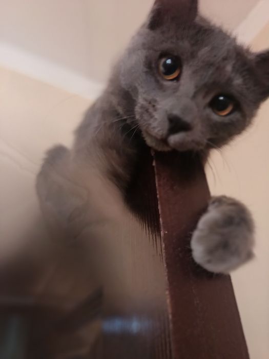 Britanski seriy   o'g'il bola.      5 oylik