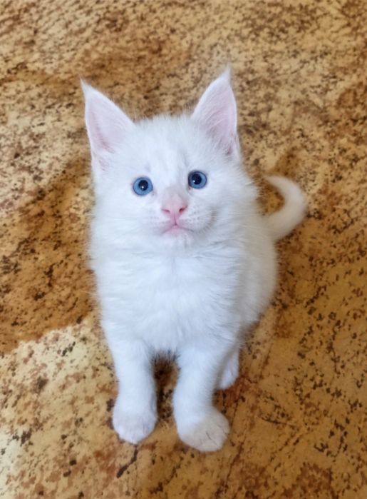 Милейшие котята Мейн Кун
