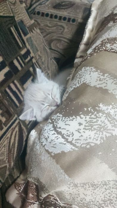 Отдам котёнка в добрые руки.