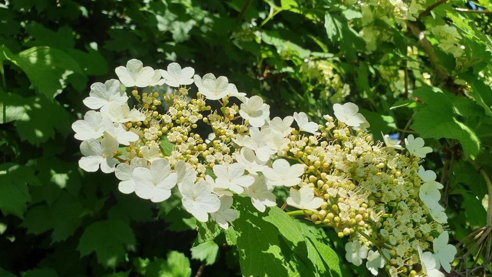 Саженцы Калины крупноплодной