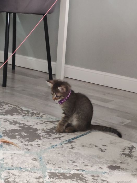 Продам котенка Табби