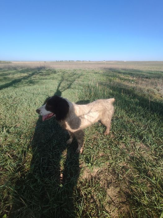 Продам спаниель кабель