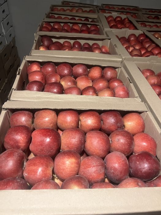 Продаю яблоки местные!!!