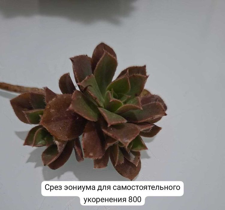 Продам домашние растения