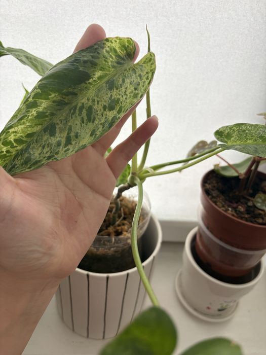 продам или обменяю