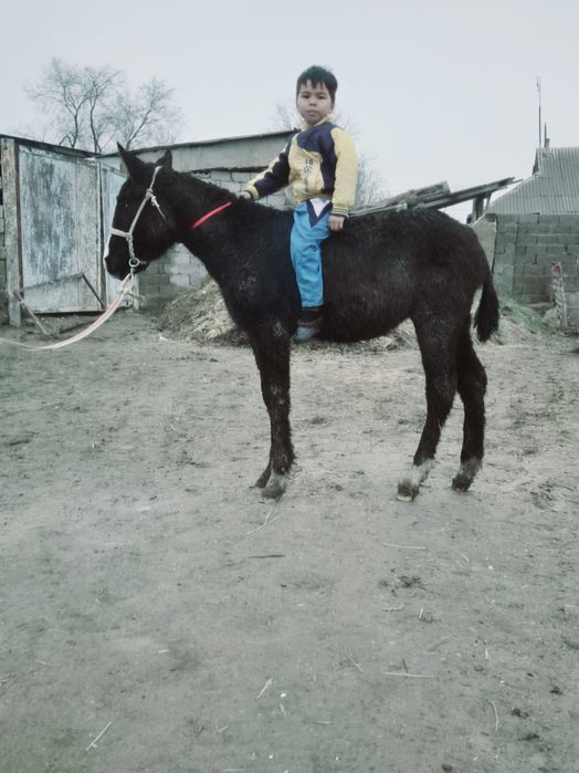 Ургашы тай сатылады оте жуас минги