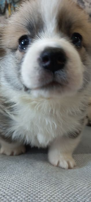 Вельш-корги пемброк