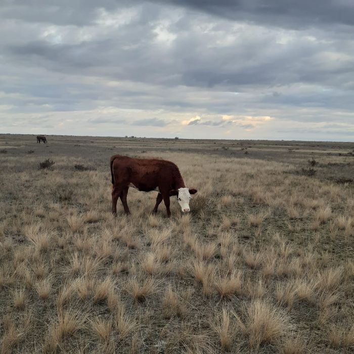 Продам подсосных телечок