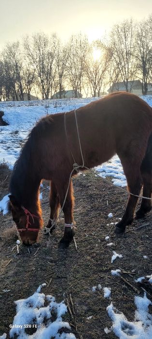 Жабагы тай полу тяж