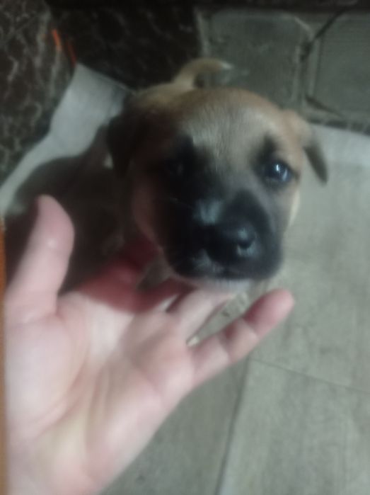 Отдам маленьких щенков