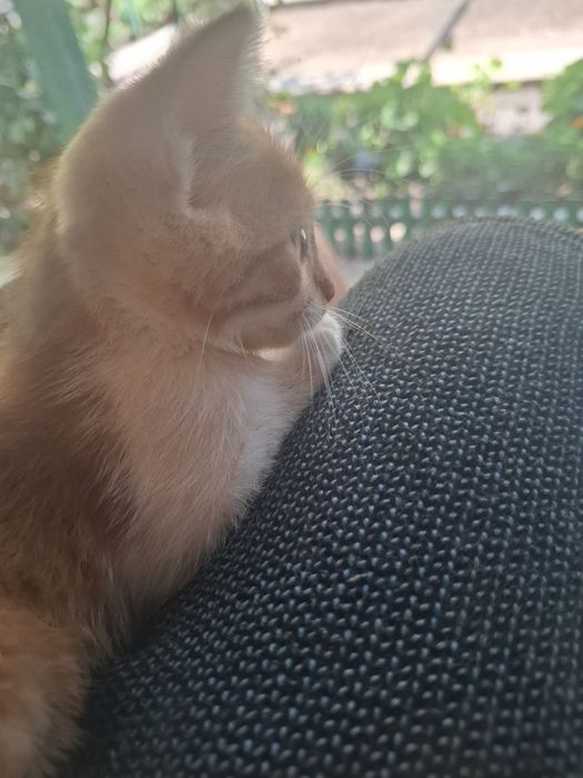 Подарявам   коте