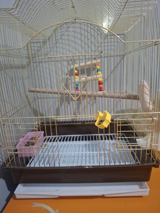 Продам попугая корелла мальчик 6 мес.