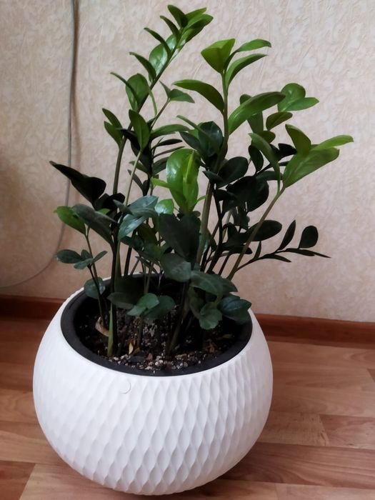 Замиокулькас или долларовое дерево