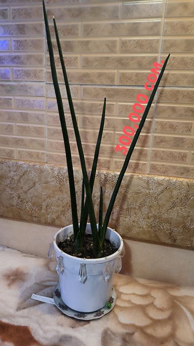 Цветы,Пальмы,с бонусом.