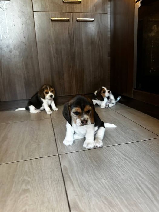 В продаже щенки Бигля