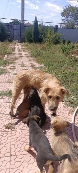 Щенята Узынагаш девочки
