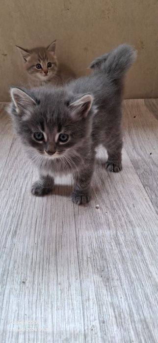 Хорошие Котята даром